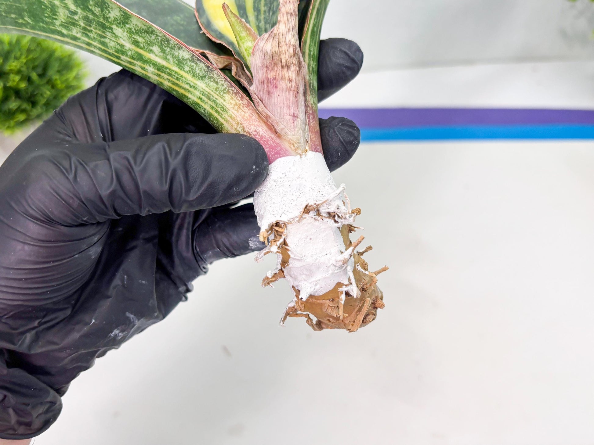 Sansevieria Macrophylla Variegated (14) | Very Rare Import