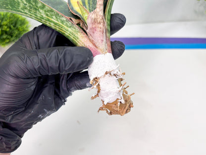 Sansevieria Macrophylla Variegated (14) | Very Rare Import