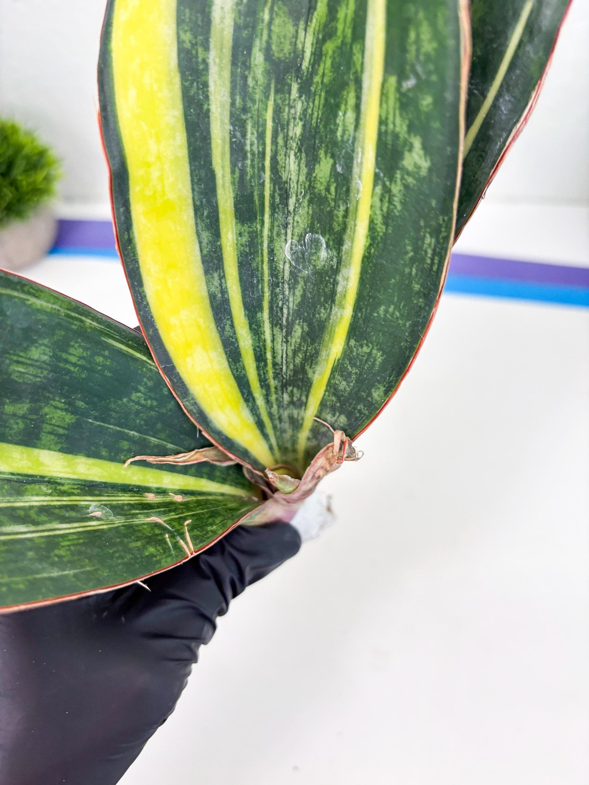 Sansevieria Macrophylla Variegated (14) | Very Rare Import