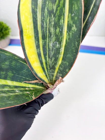 Sansevieria Macrophylla Variegated (14) | Very Rare Import