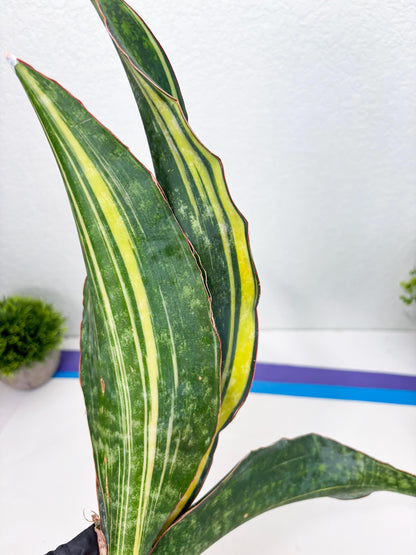 Sansevieria Macrophylla Variegated (14) | Very Rare Import