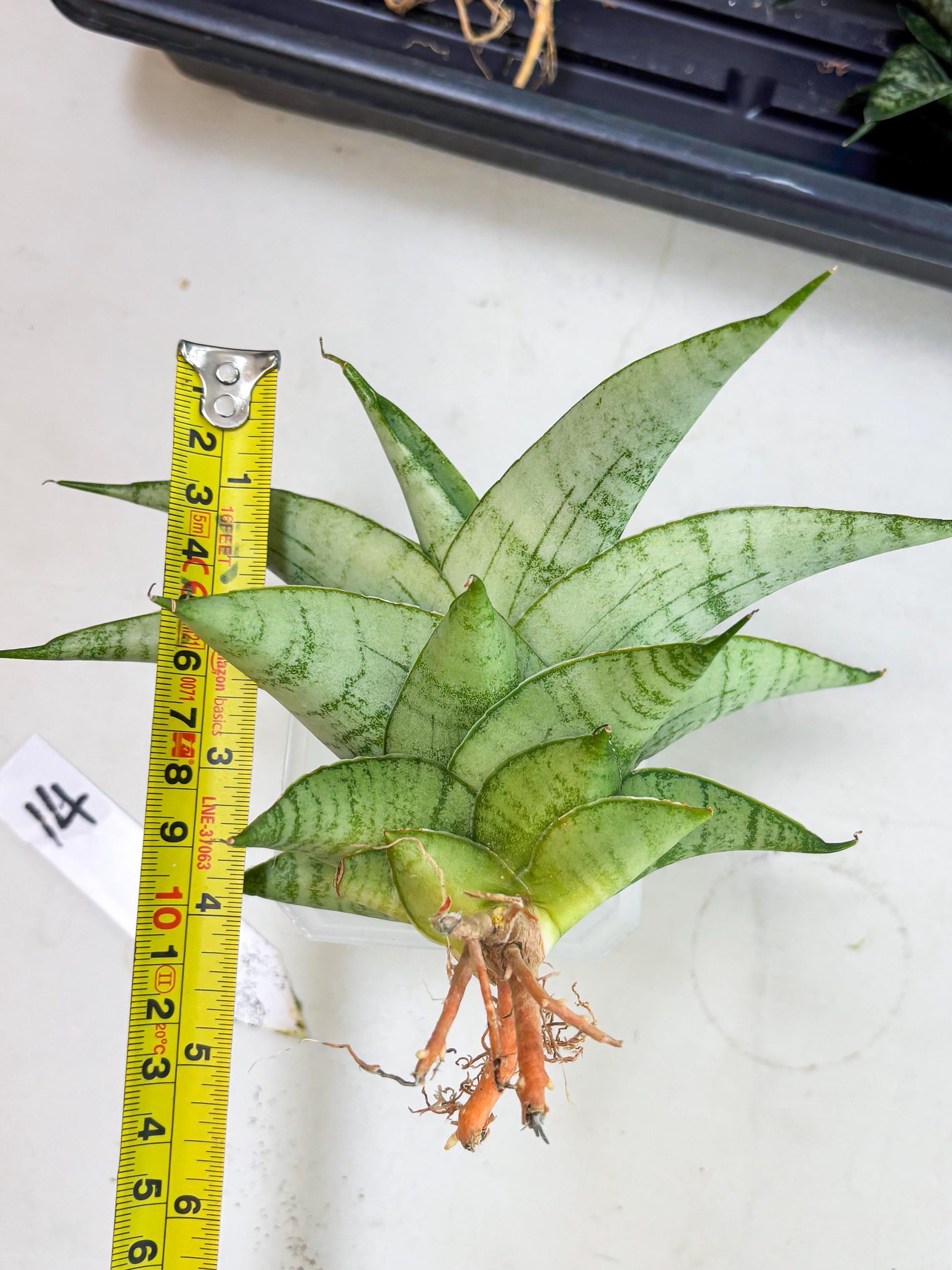 Sansevieria sagahayang (Ha4) (14) | Hybrid Snake Plant
