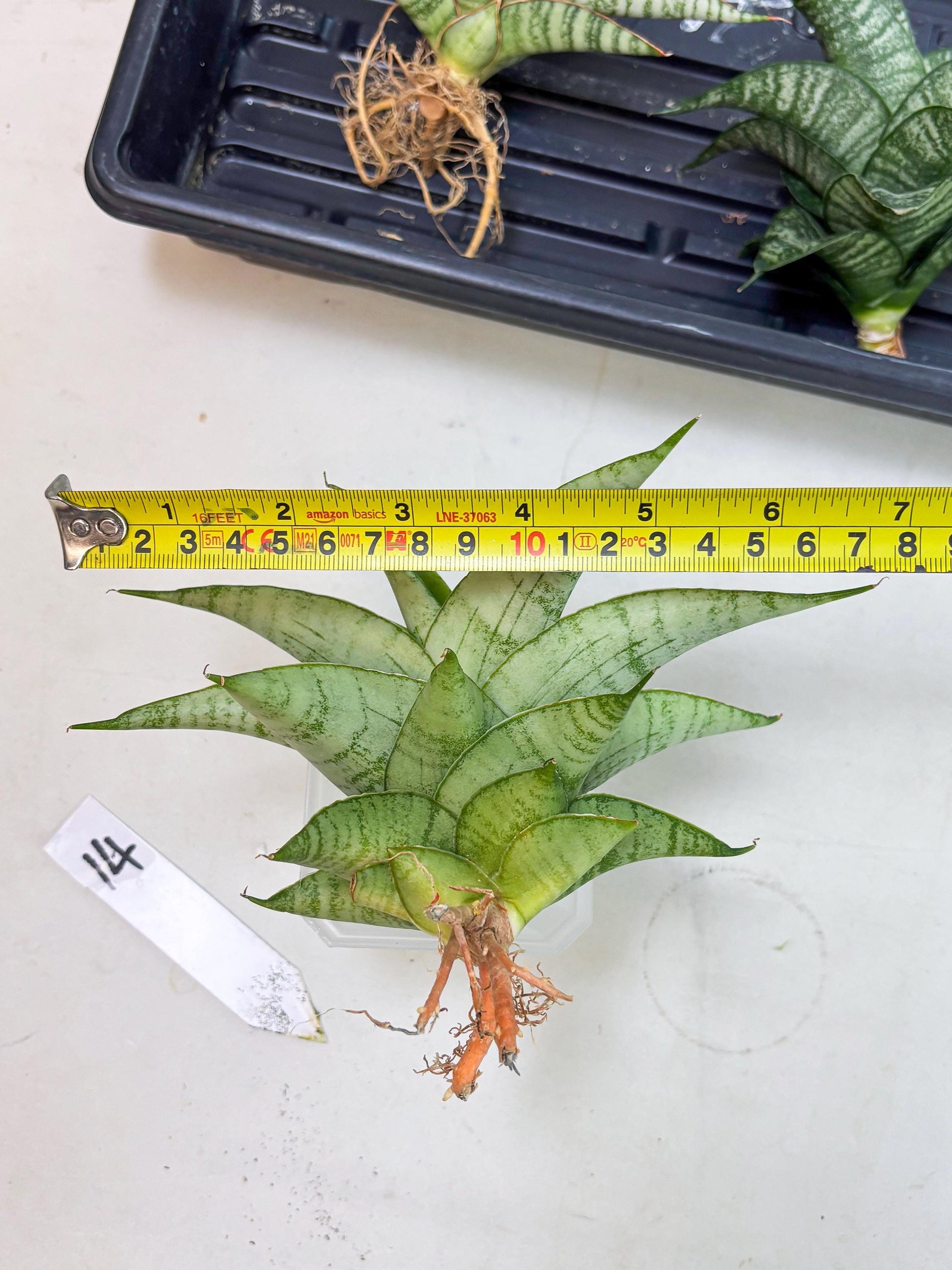 Sansevieria sagahayang (Ha4) (14) | Hybrid Snake Plant