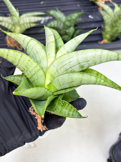 Sansevieria sagahayang (Ha4) (14) | Hybrid Snake Plant