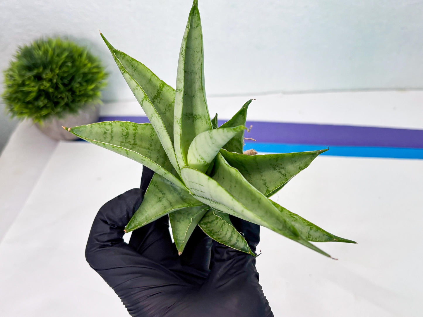 Sansevieria sagahayang (Ha4) (14) | Hybrid Snake Plant