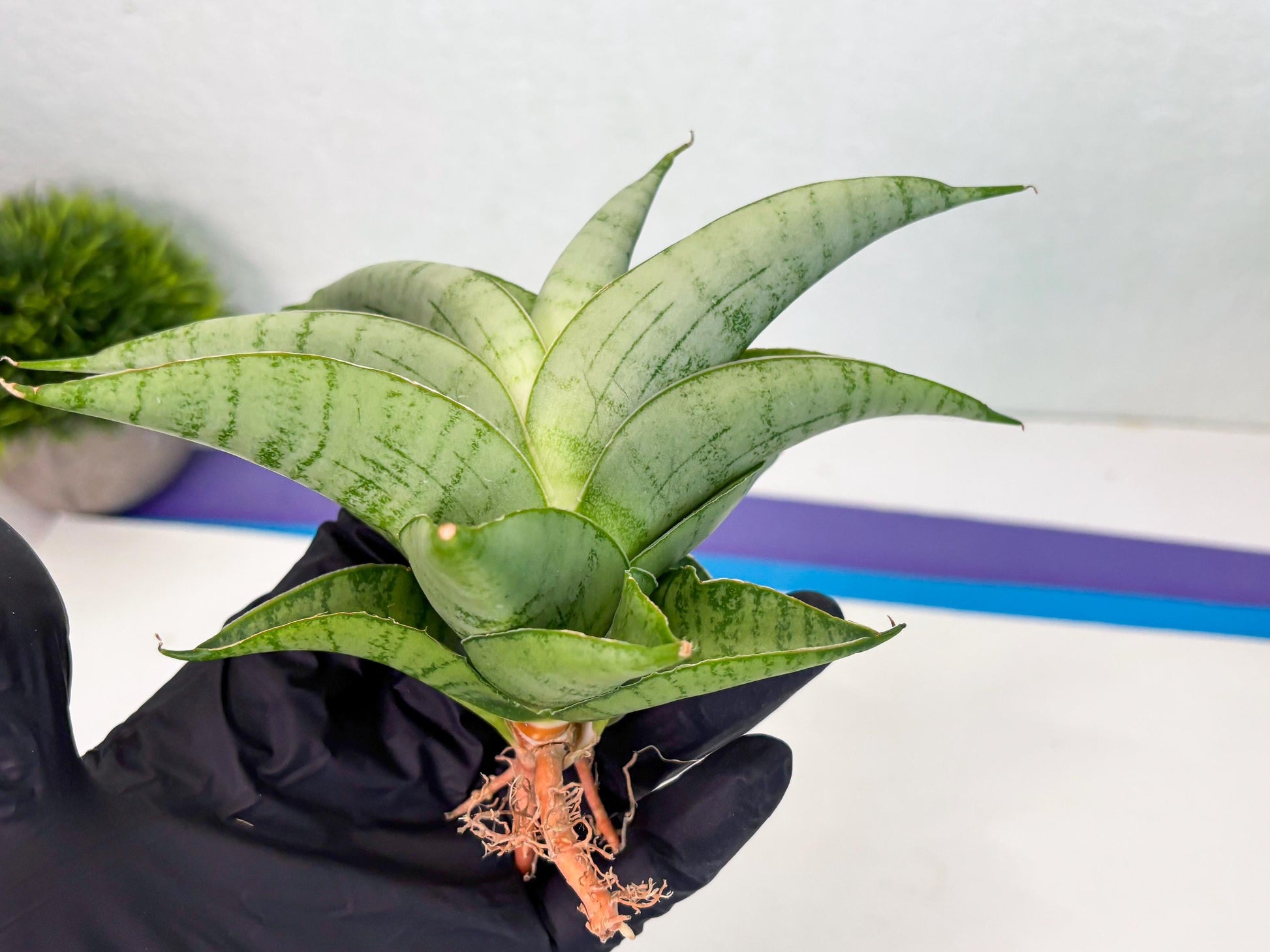 Sansevieria sagahayang (Ha4) (14) | Hybrid Snake Plant