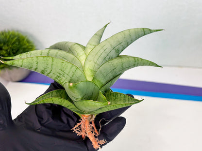 Sansevieria sagahayang (Ha4) (14) | Hybrid Snake Plant
