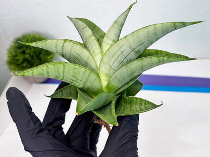 Sansevieria sagahayang (Ha4) (14) | Hybrid Snake Plant