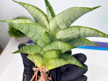 Sansevieria sagahayang (Ha4) (14) | Hybrid Snake Plant