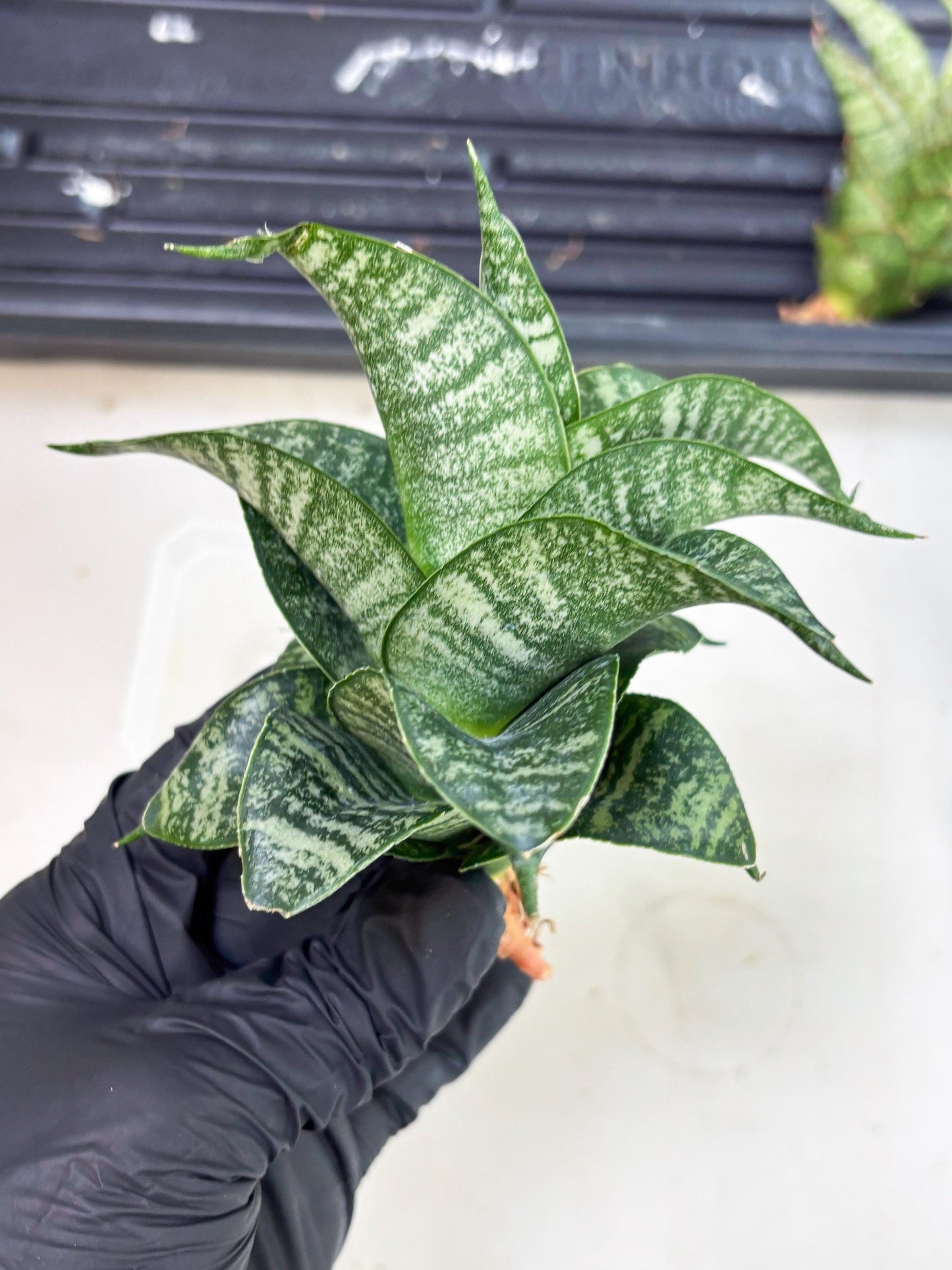 Sansevieria Dipsi (Ha5) (1) | Rare hybrid Snake Plant
