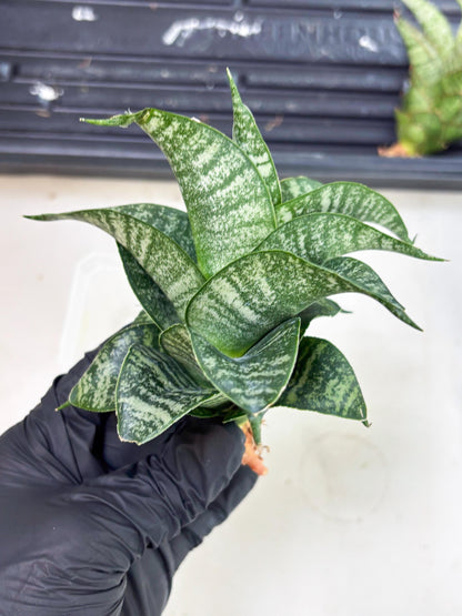 Sansevieria Dipsi (Ha5) (1) | Rare hybrid Snake Plant