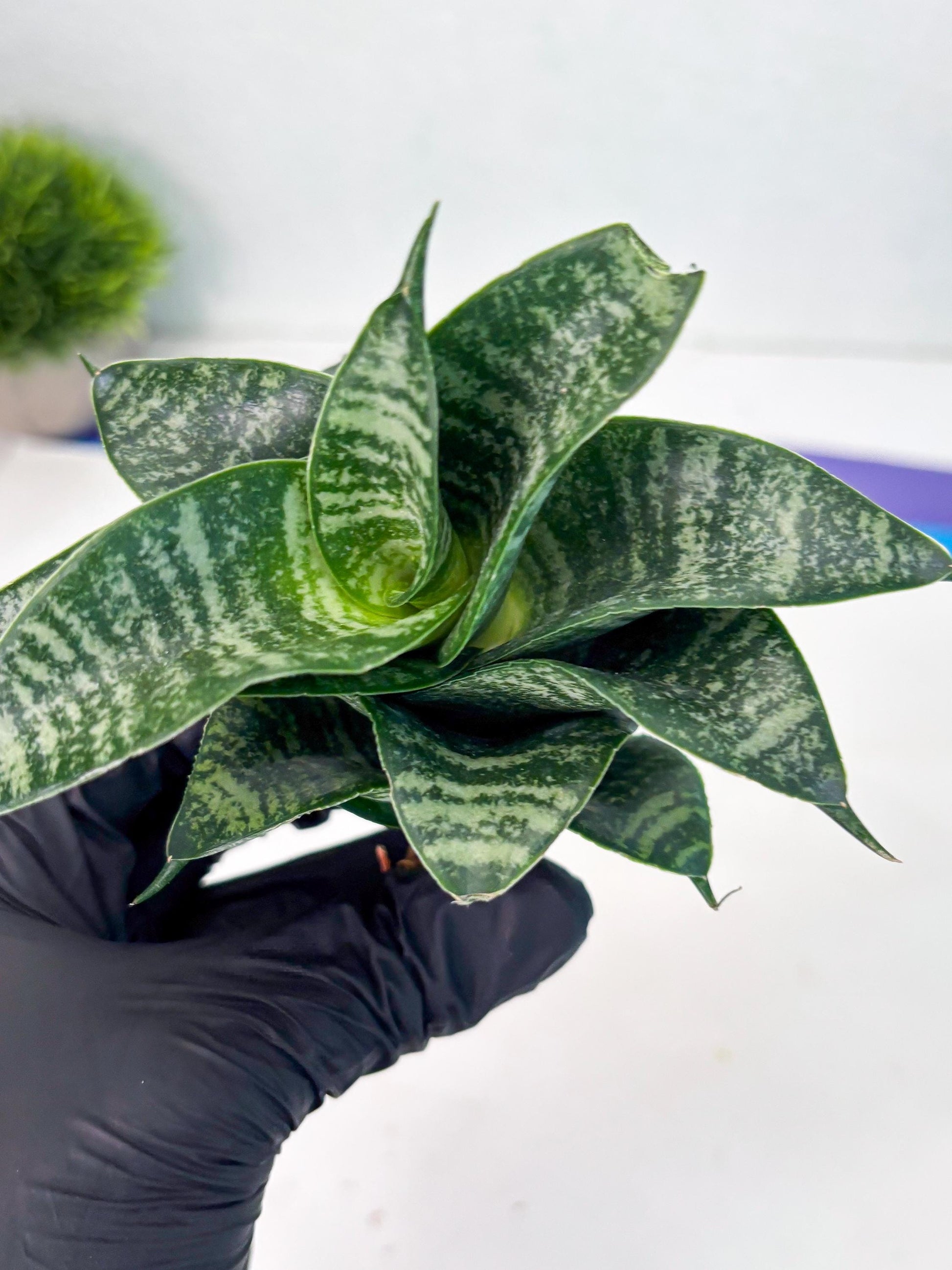 Sansevieria Dipsi (Ha5) (1) | Rare hybrid Snake Plant