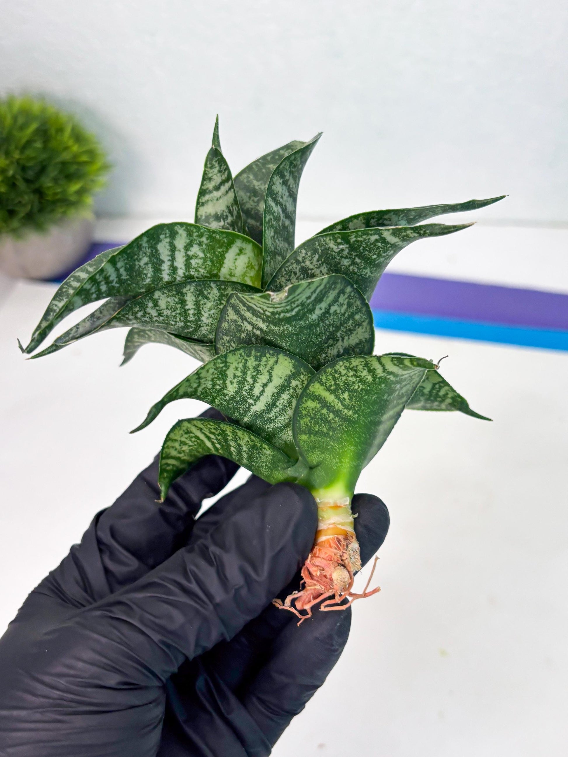 Sansevieria Dipsi (Ha5) (1) | Rare hybrid Snake Plant