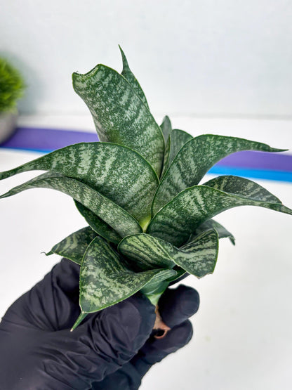 Sansevieria Dipsi (Ha5) (1) | Rare hybrid Snake Plant