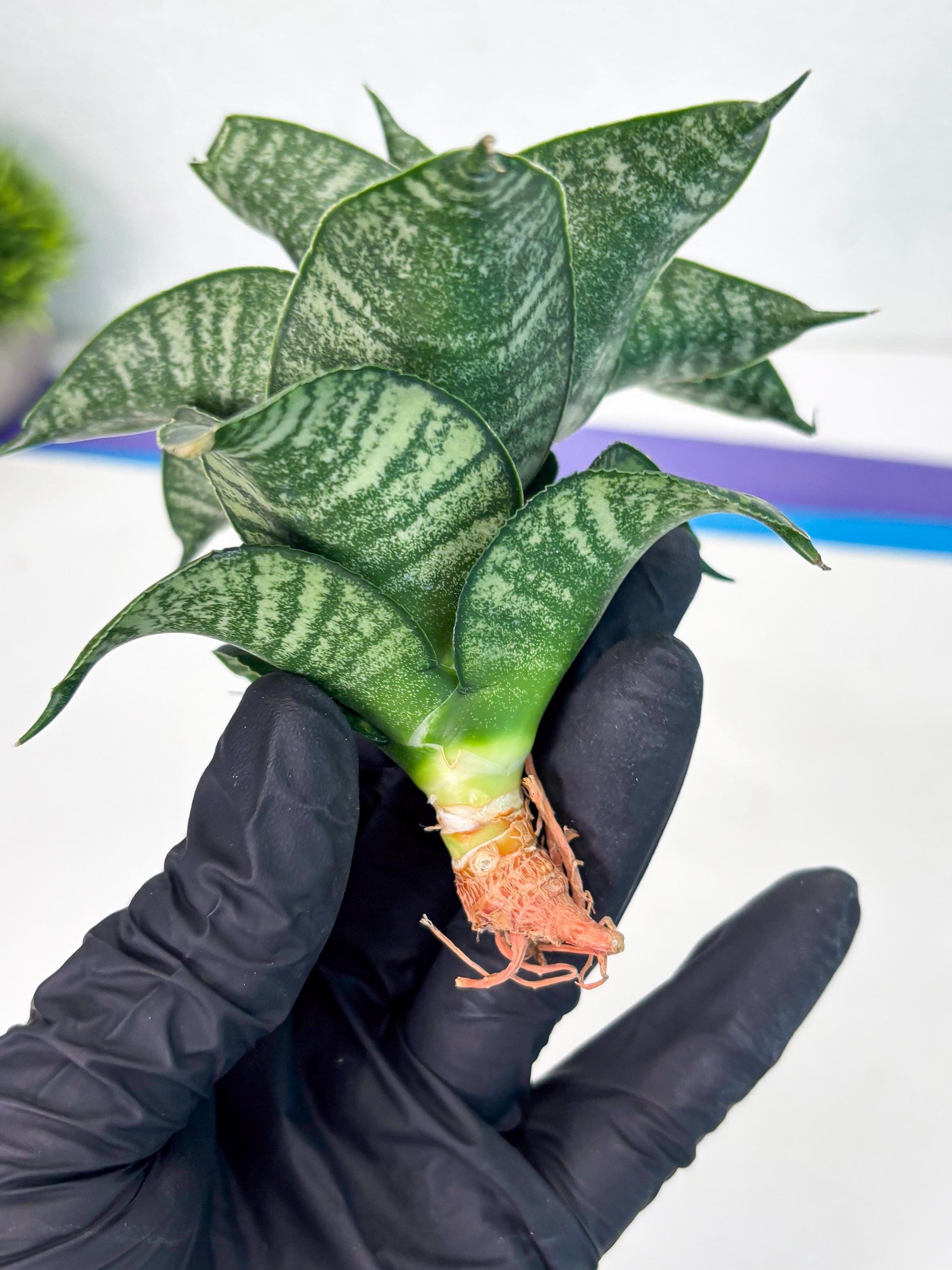 Sansevieria Dipsi (Ha5) (1) | Rare hybrid Snake Plant