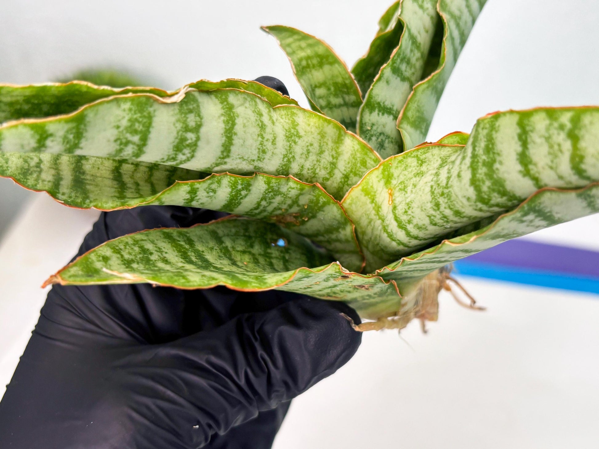 Sansevieria Tidar (Ha5) (6) | Hybrid Snake Plant