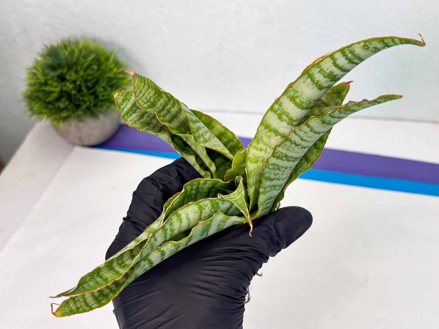 Sansevieria Tidar (Ha5) (6) | Hybrid Snake Plant