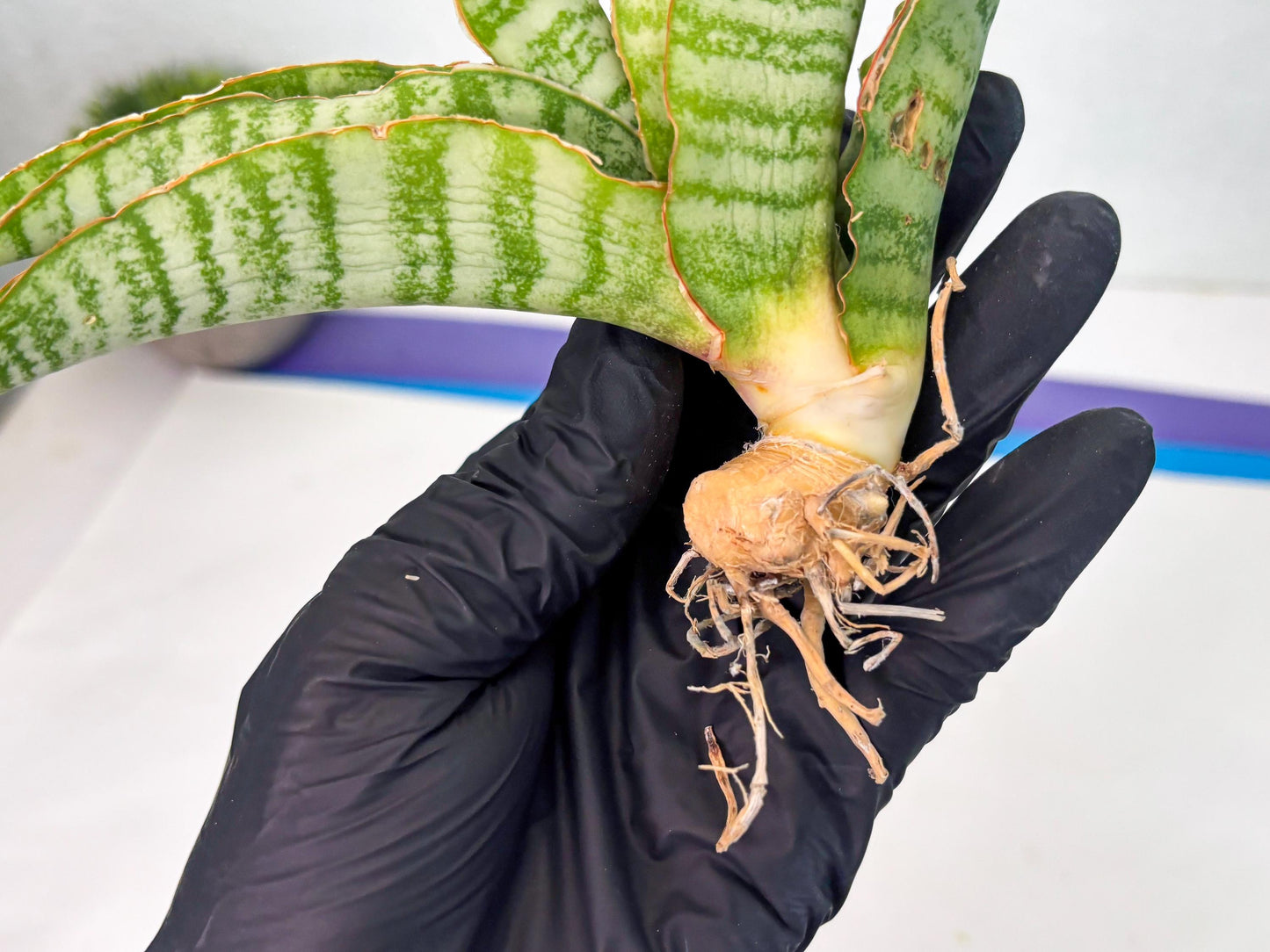 Sansevieria Tidar (Ha5) (6) | Hybrid Snake Plant