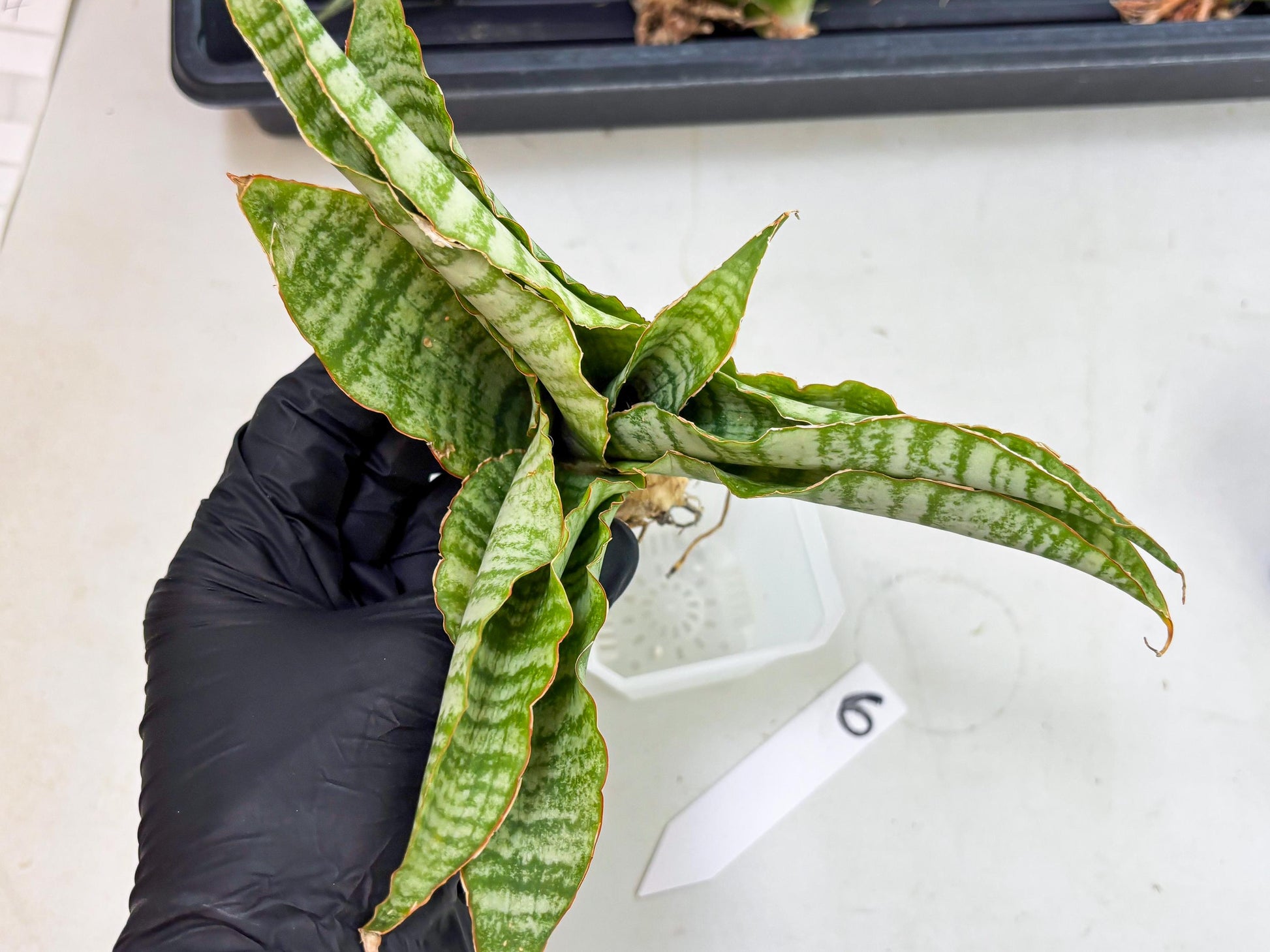Sansevieria Tidar (Ha5) (6) | Hybrid Snake Plant