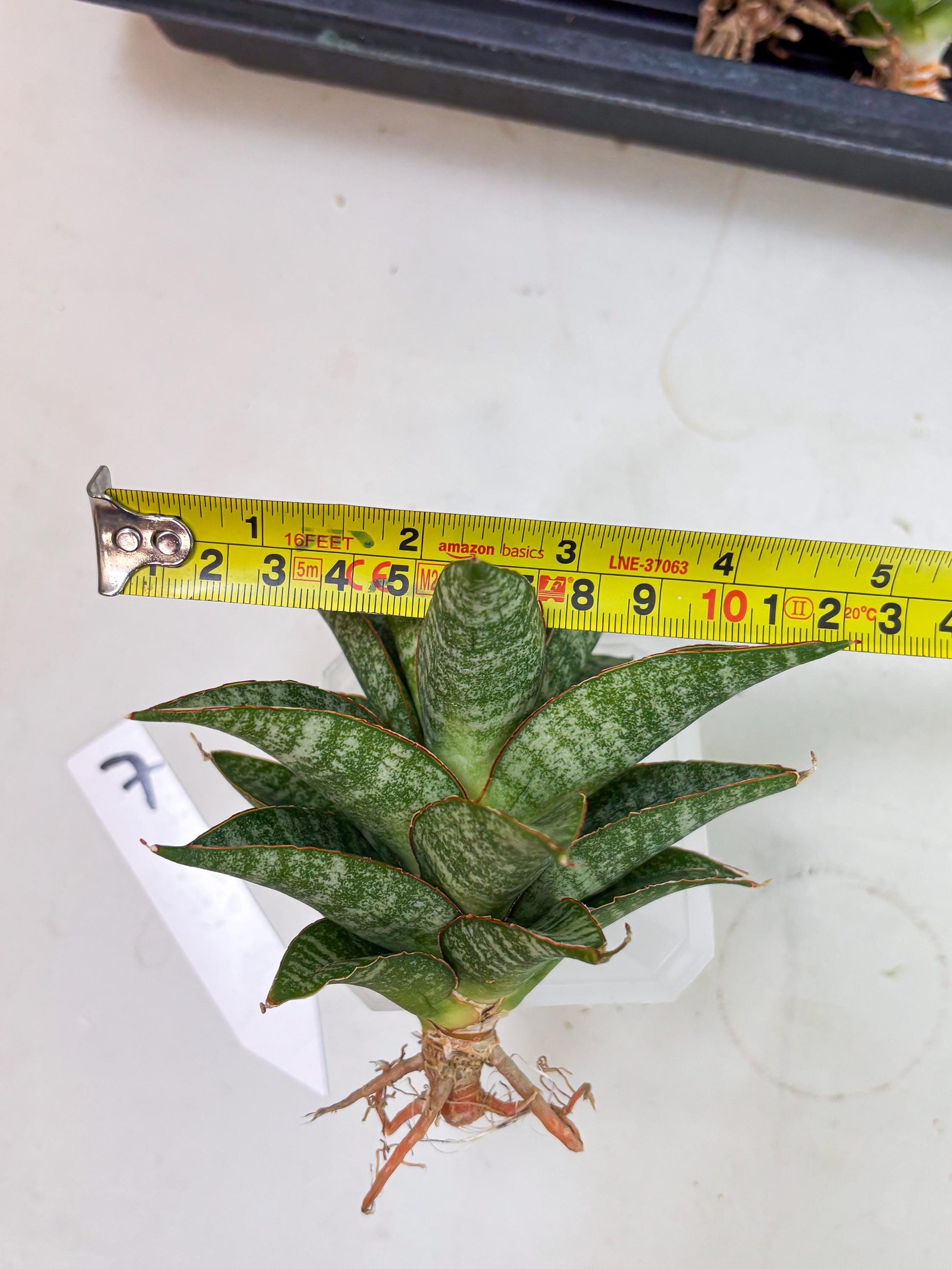 Sansevieria Teletubbies (Ha5) (7) | Imported hybrids