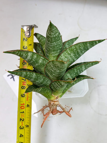Sansevieria Teletubbies (Ha5) (7) | Imported hybrids