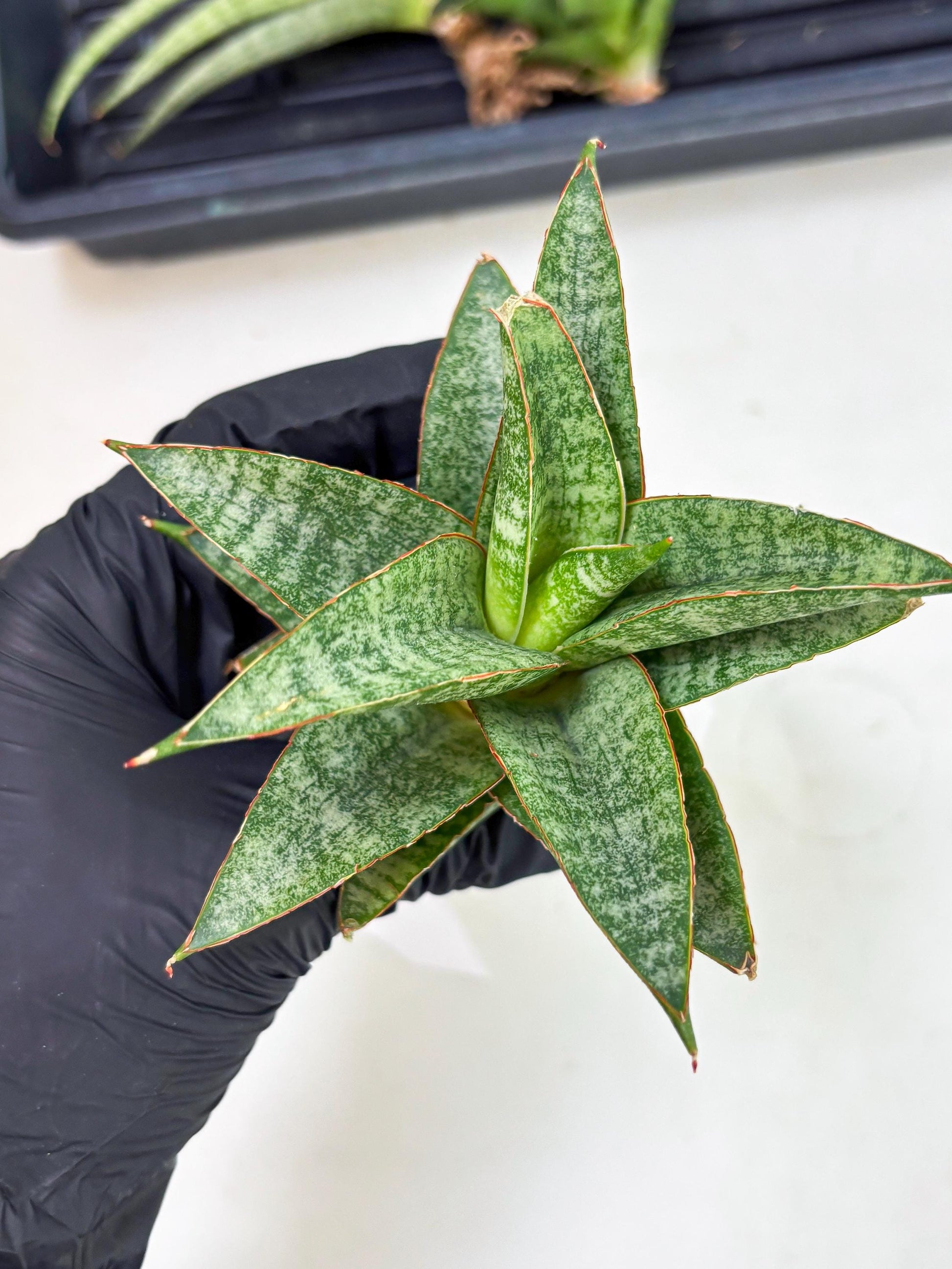 Sansevieria Teletubbies (Ha5) (7) | Imported hybrids