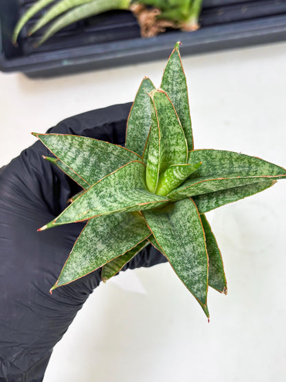 Sansevieria Teletubbies (Ha5) (7) | Imported hybrids
