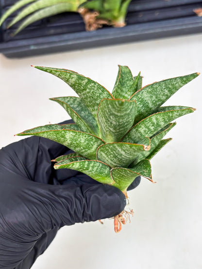 Sansevieria Teletubbies (Ha5) (7) | Imported hybrids