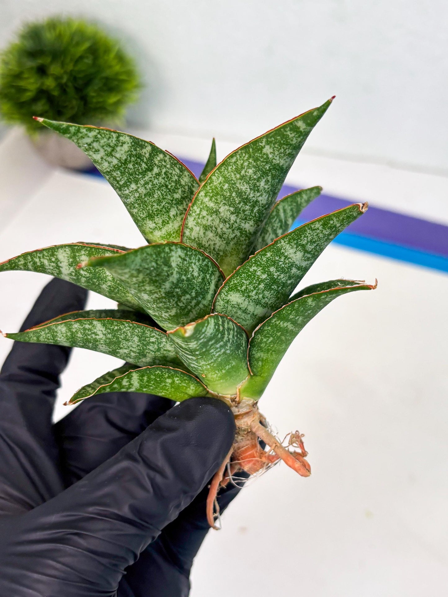 Sansevieria Teletubbies (Ha5) (7) | Imported hybrids