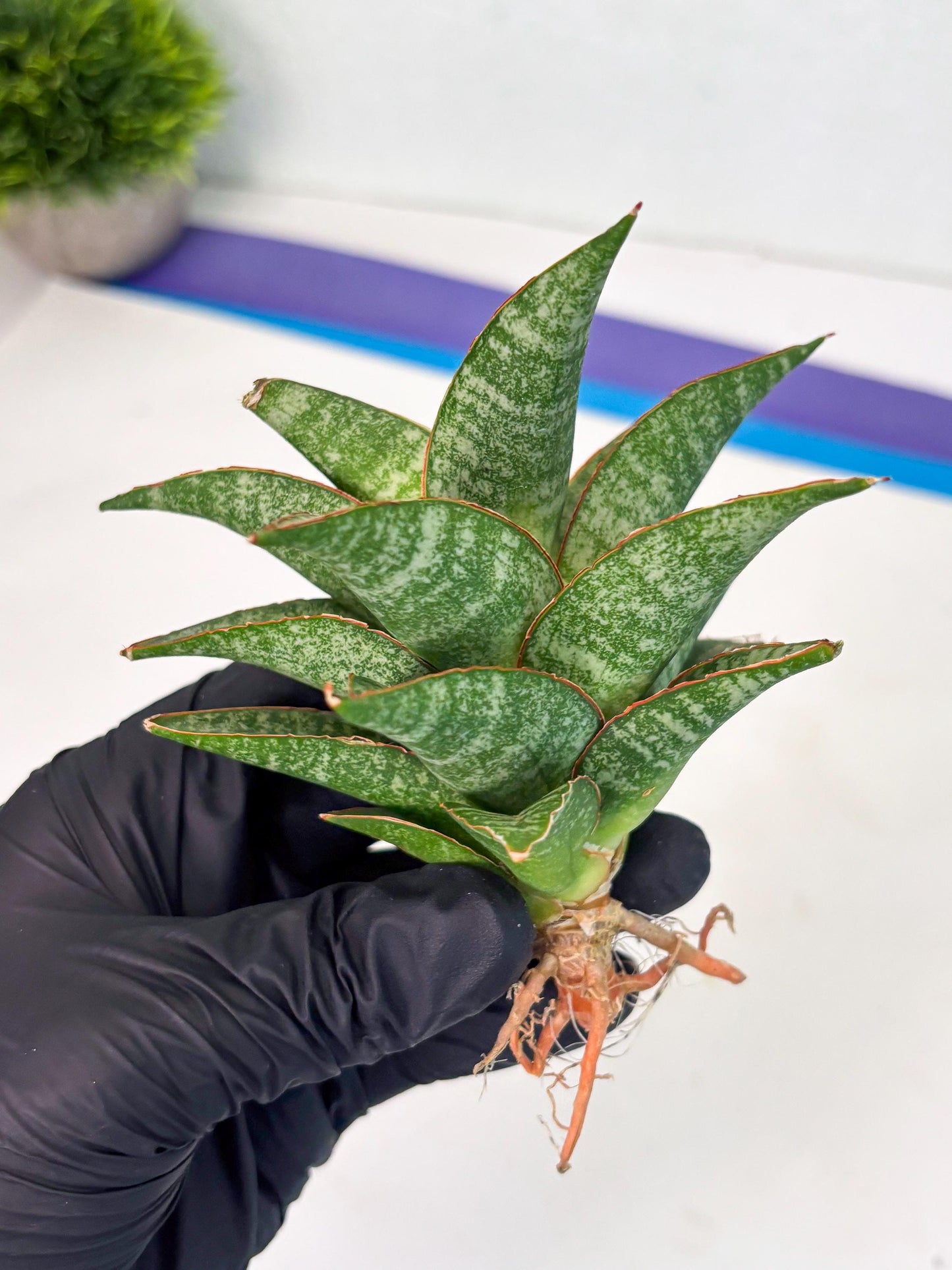 Sansevieria Teletubbies (Ha5) (7) | Imported hybrids