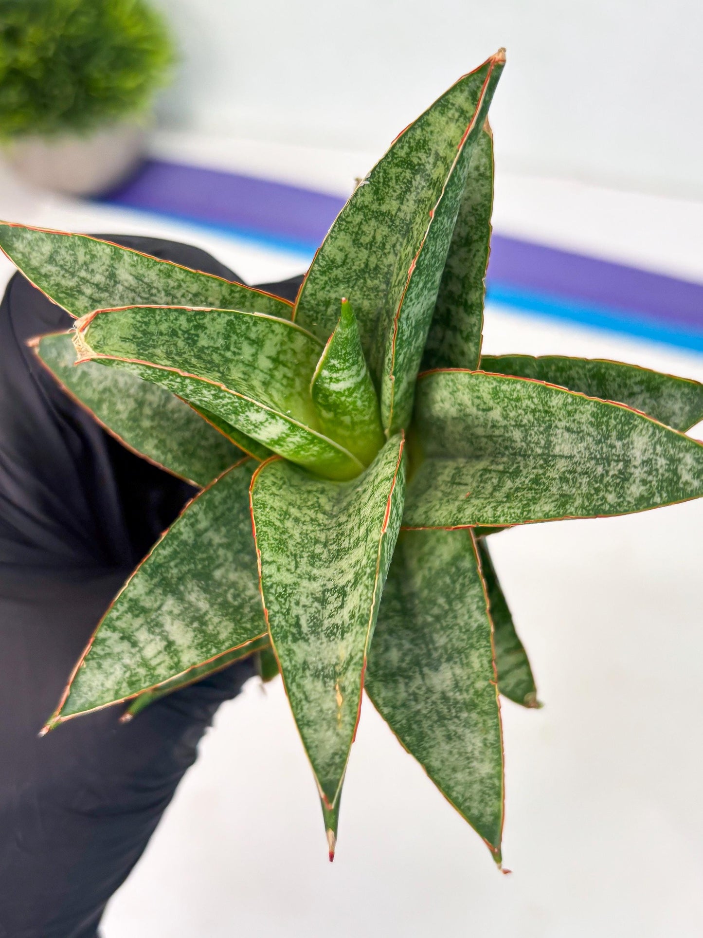 Sansevieria Teletubbies (Ha5) (7) | Imported hybrids