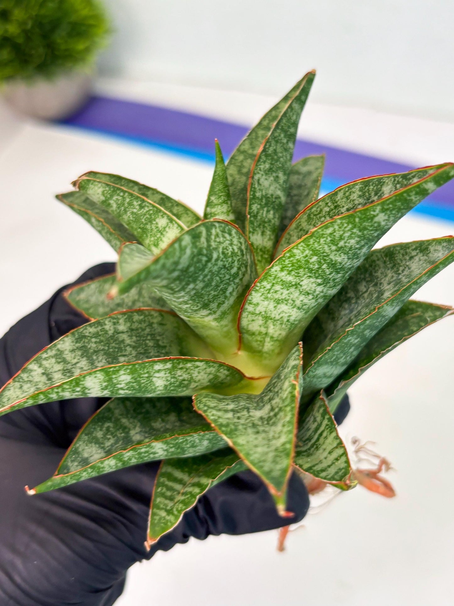 Sansevieria Teletubbies (Ha5) (7) | Imported hybrids