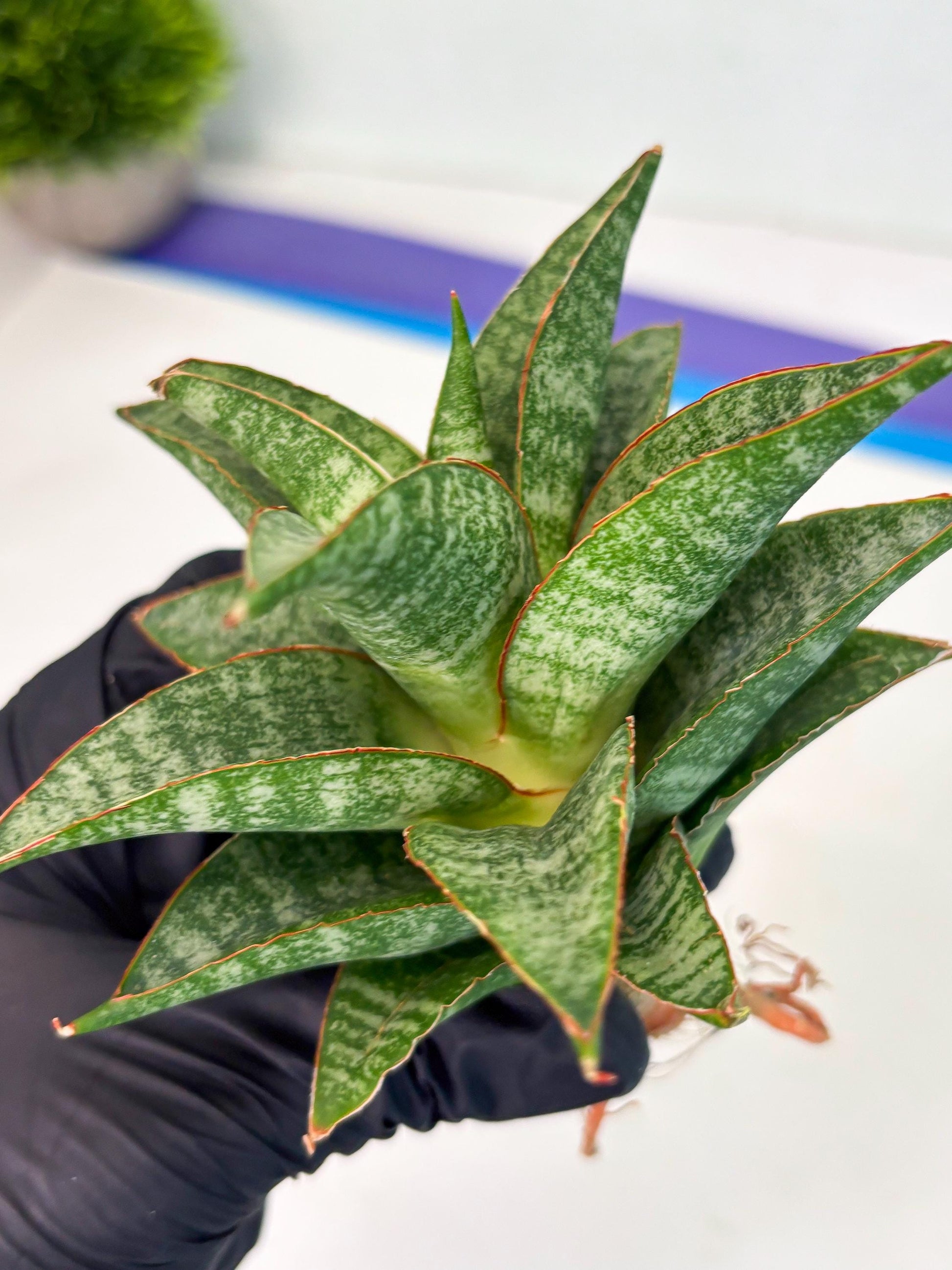 Sansevieria Teletubbies (Ha5) (7) | Imported hybrids