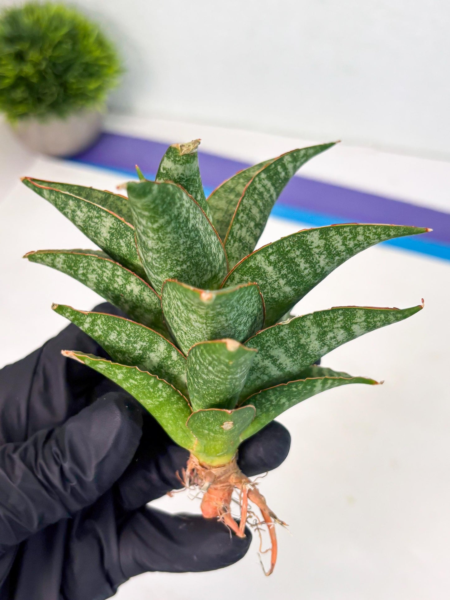 Sansevieria Teletubbies (Ha5) (7) | Imported hybrids