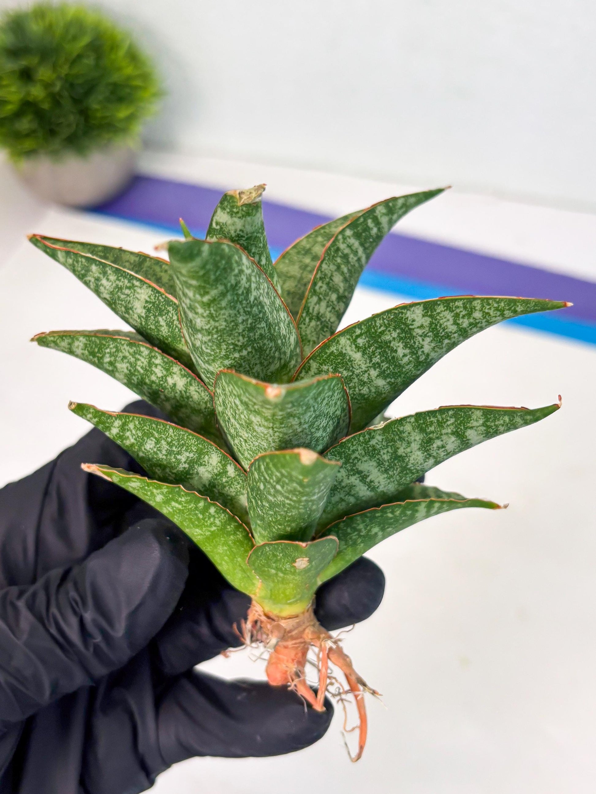 Sansevieria Teletubbies (Ha5) (7) | Imported hybrids