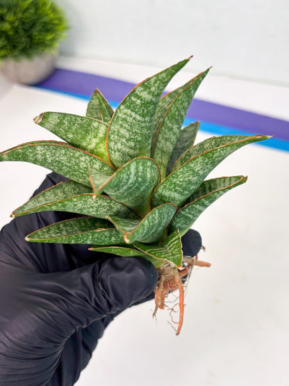 Sansevieria Teletubbies (Ha5) (7) | Imported hybrids