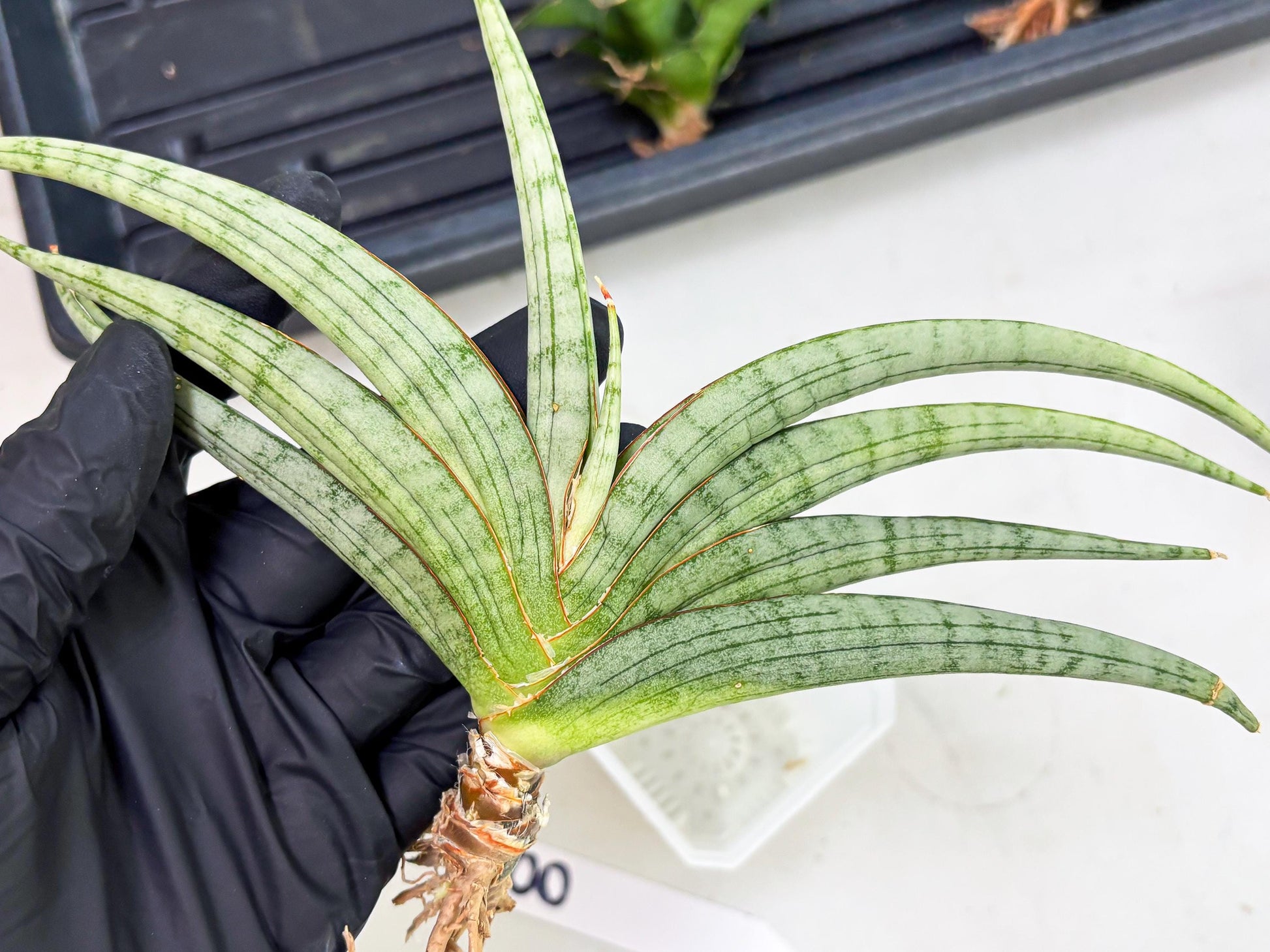 Sansevieria Serayu (Ha5) (8) | Rare hybrid Snake Plant