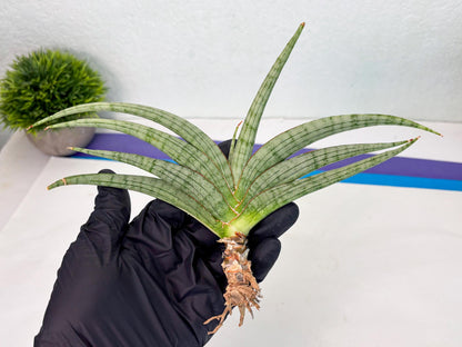 Sansevieria Serayu (Ha5) (8) | Rare hybrid Snake Plant