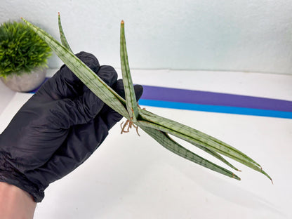 Sansevieria Serayu (Ha5) (8) | Rare hybrid Snake Plant