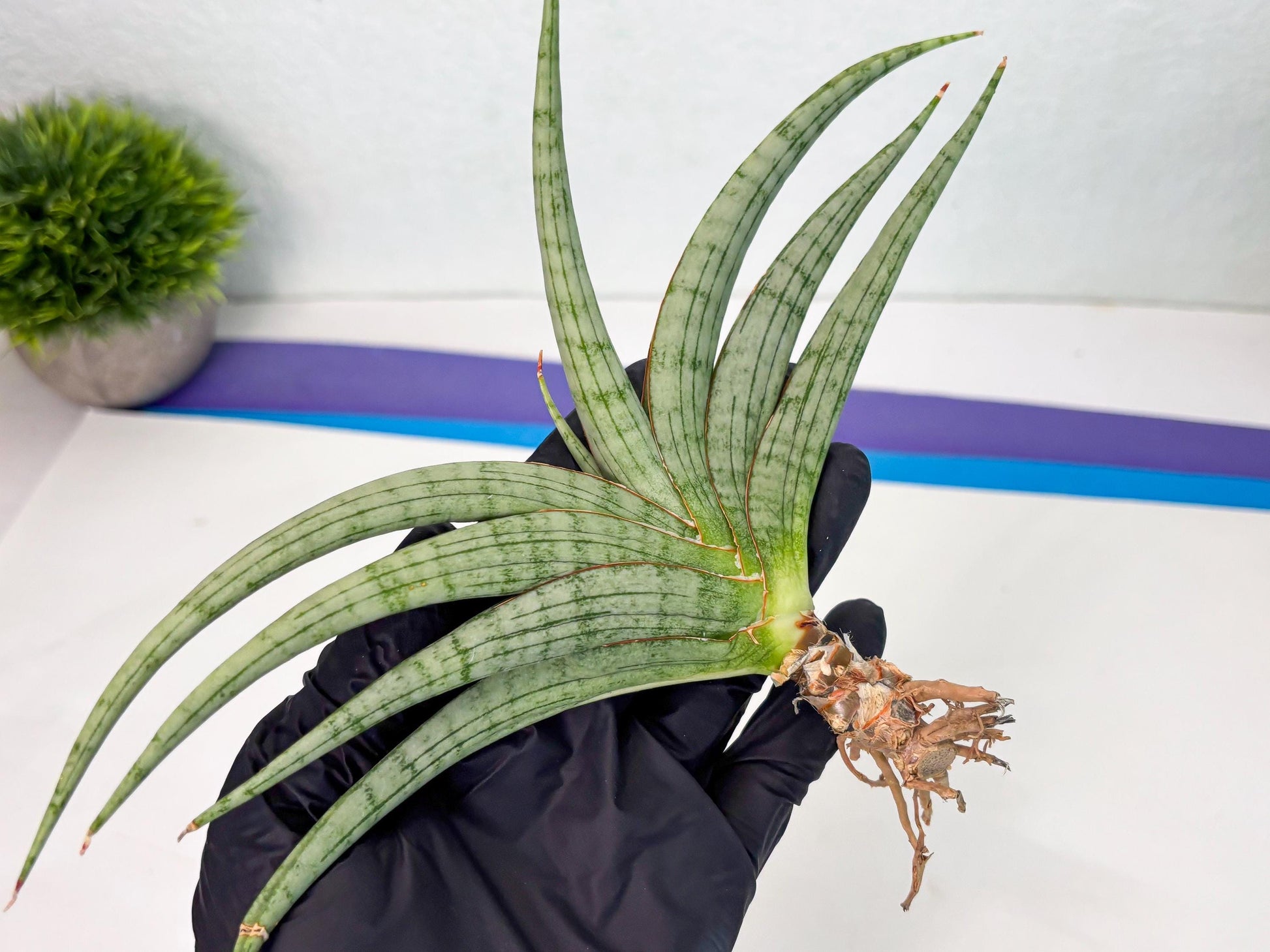 Sansevieria Serayu (Ha5) (8) | Rare hybrid Snake Plant
