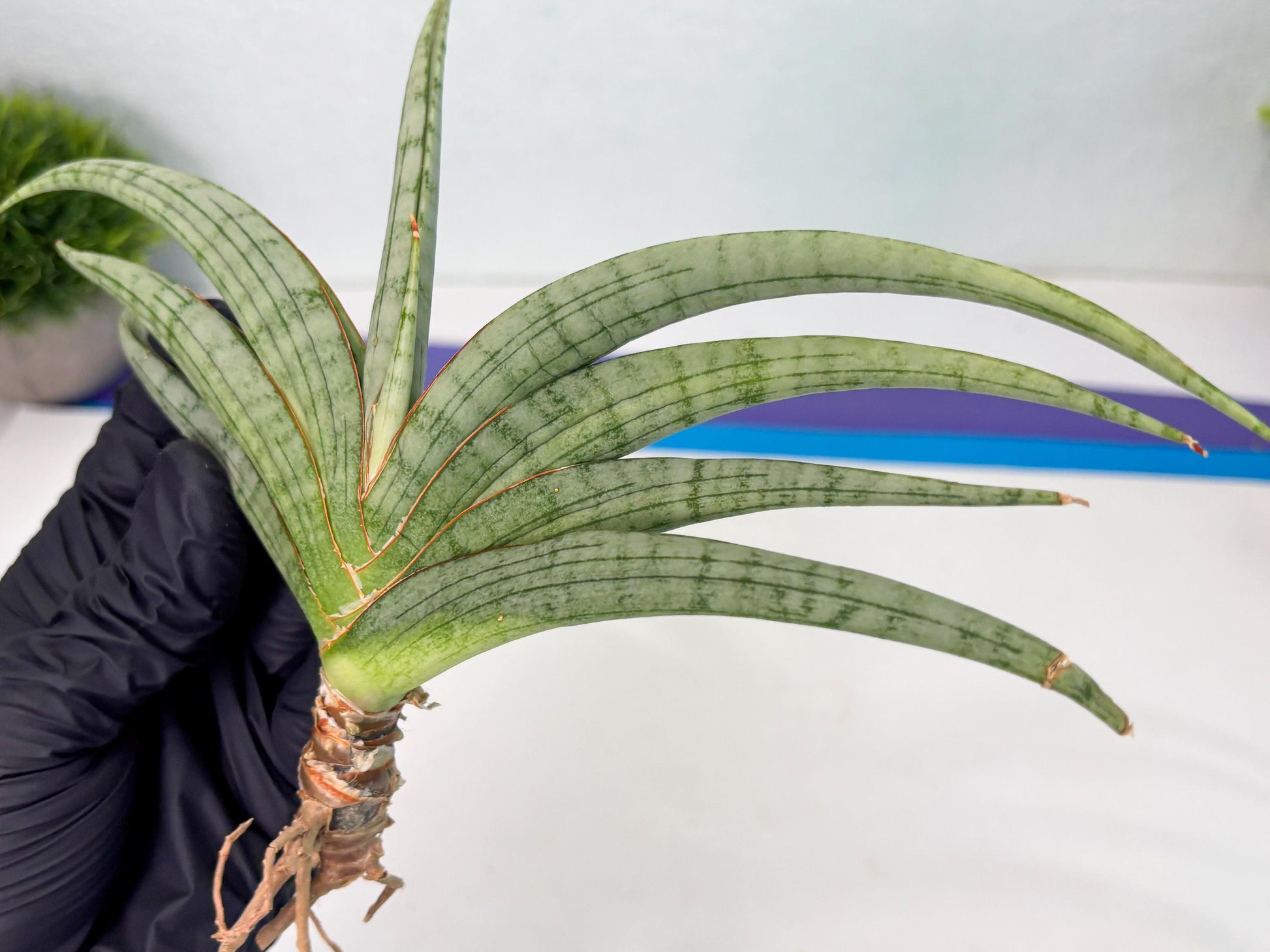 Sansevieria Serayu (Ha5) (8) | Rare hybrid Snake Plant