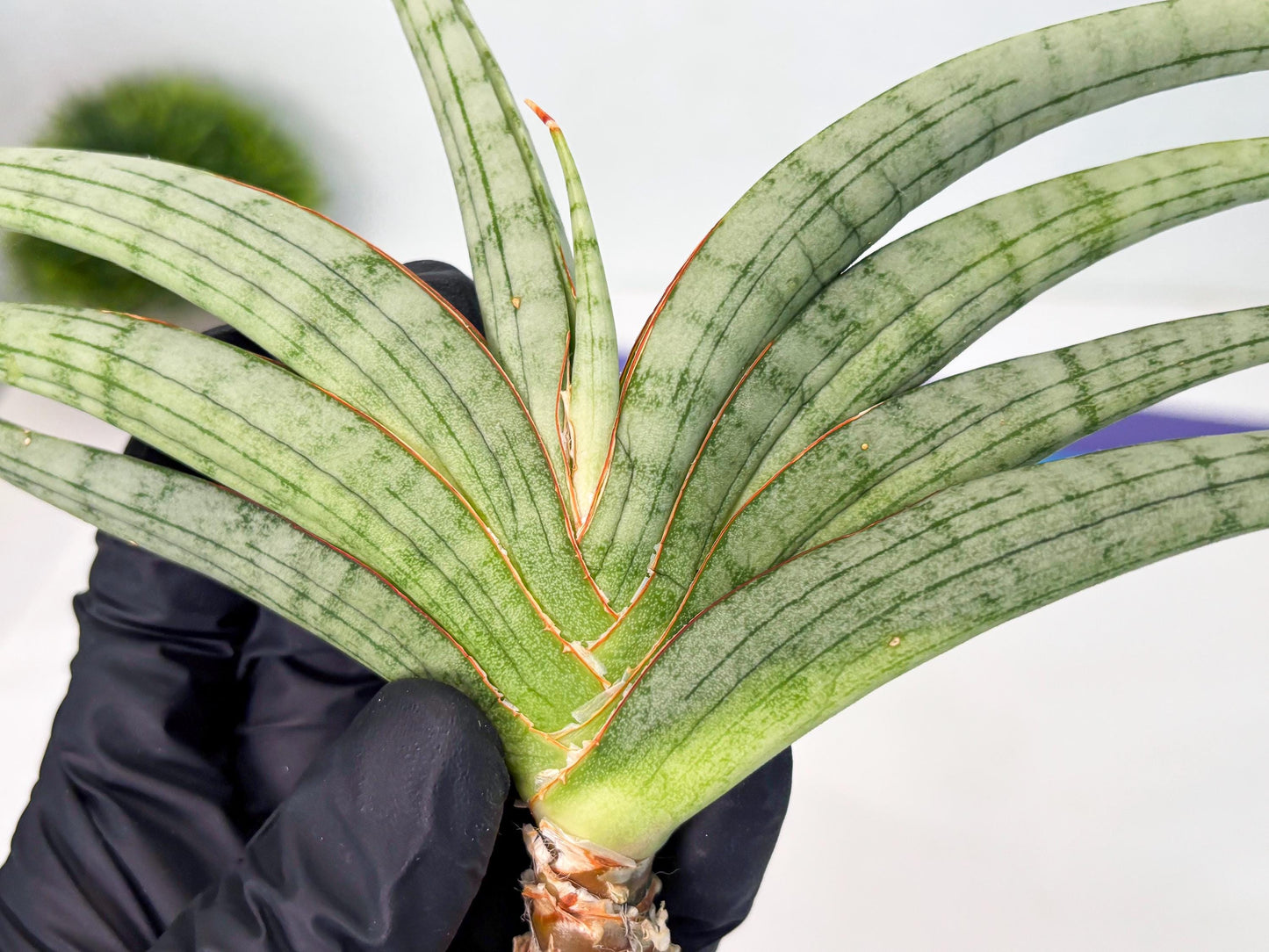 Sansevieria Serayu (Ha5) (8) | Rare hybrid Snake Plant