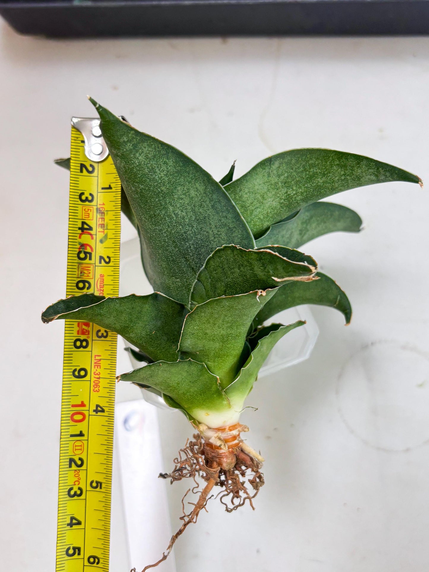 Sansevieria Marsha x Sandana Moonshine (Ha5) (9) | Rare Plant
