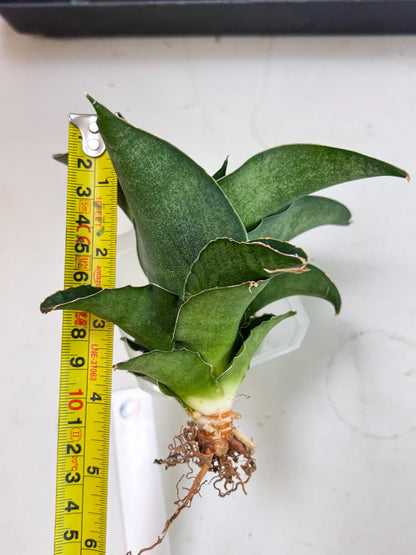 Sansevieria Marsha x Sandana Moonshine (Ha5) (9) | Rare Plant