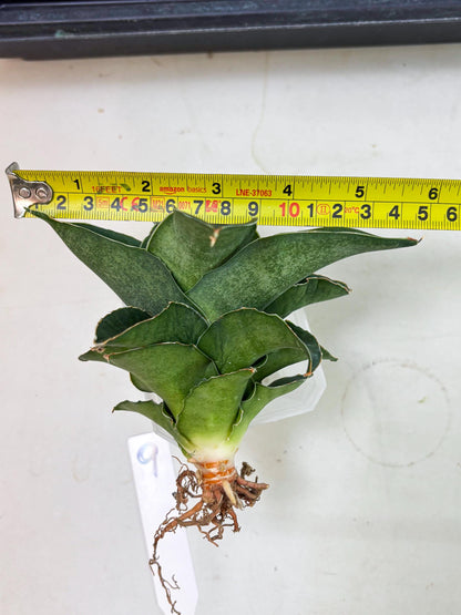 Sansevieria Marsha x Sandana Moonshine (Ha5) (9) | Rare Plant