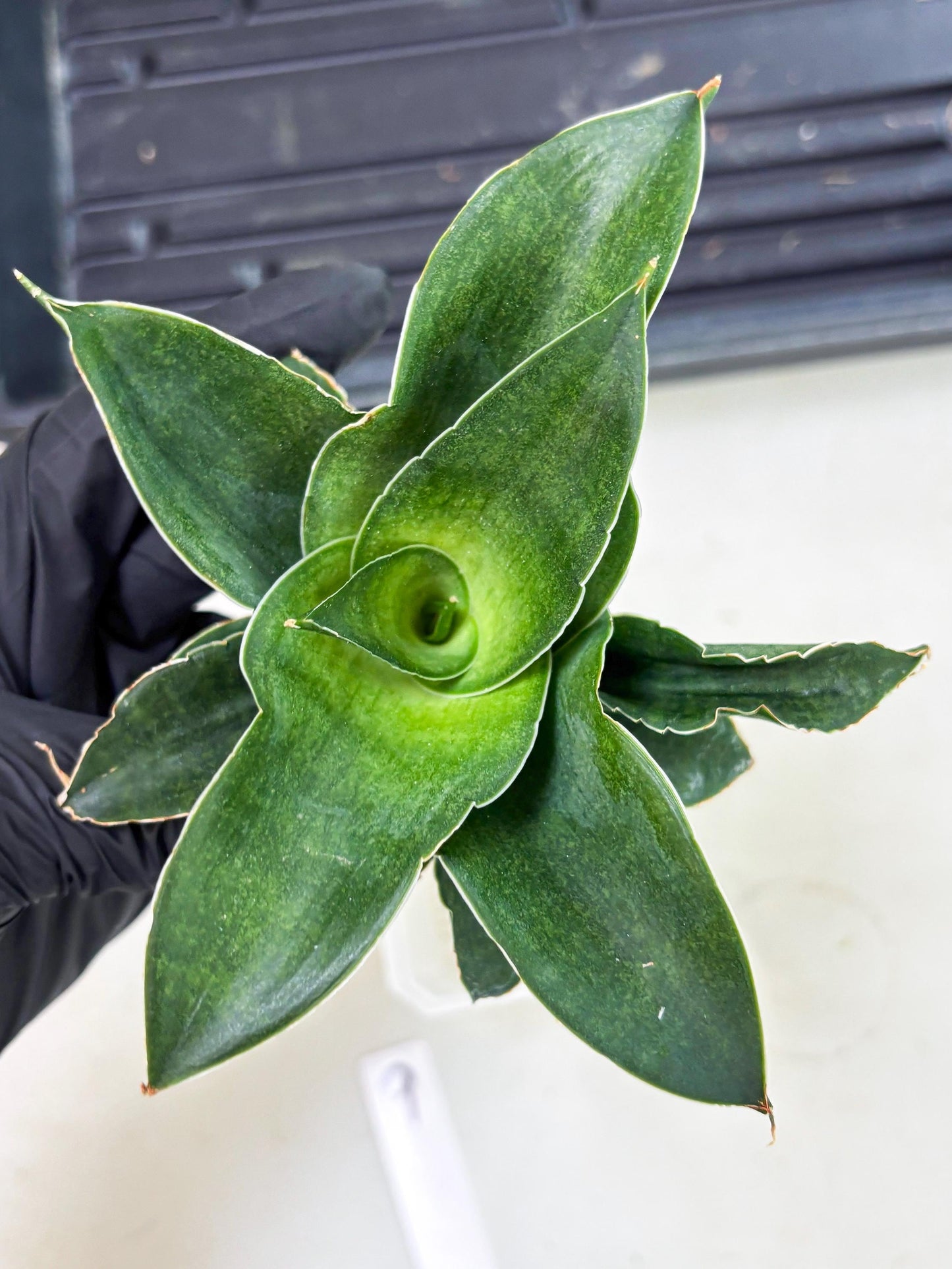 Sansevieria Marsha x Sandana Moonshine (Ha5) (9) | Rare Plant
