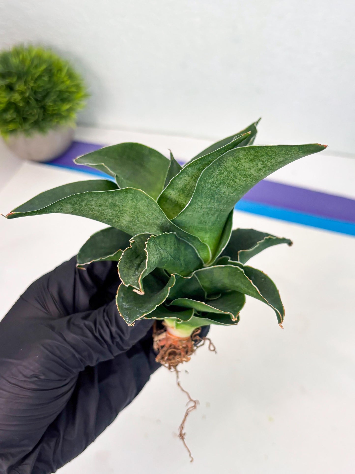 Sansevieria Marsha x Sandana Moonshine (Ha5) (9) | Rare Plant