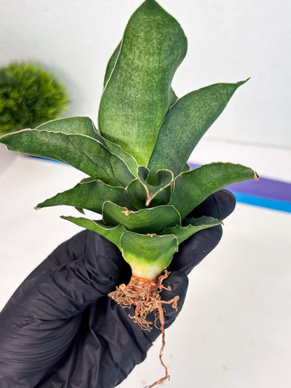 Sansevieria Marsha x Sandana Moonshine (Ha5) (9) | Rare Plant