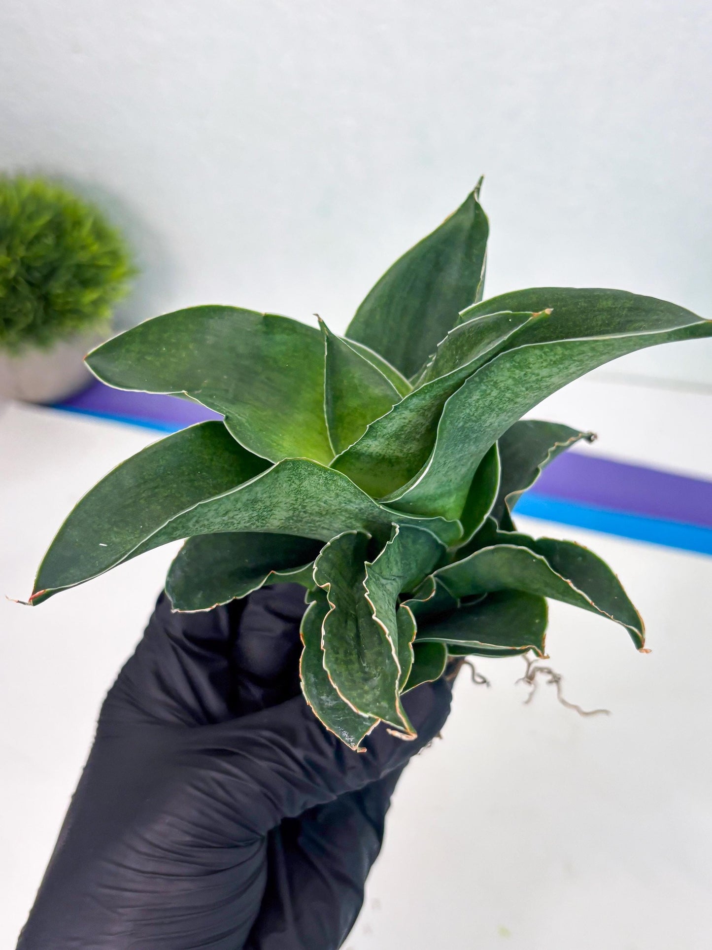 Sansevieria Marsha x Sandana Moonshine (Ha5) (9) | Rare Plant