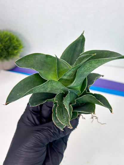 Sansevieria Marsha x Sandana Moonshine (Ha5) (9) | Rare Plant
